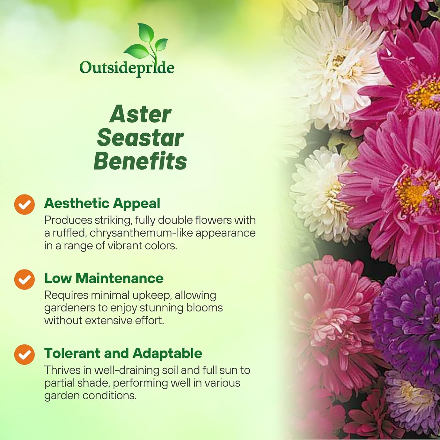 China Aster Seastar Mix Flower Seed
