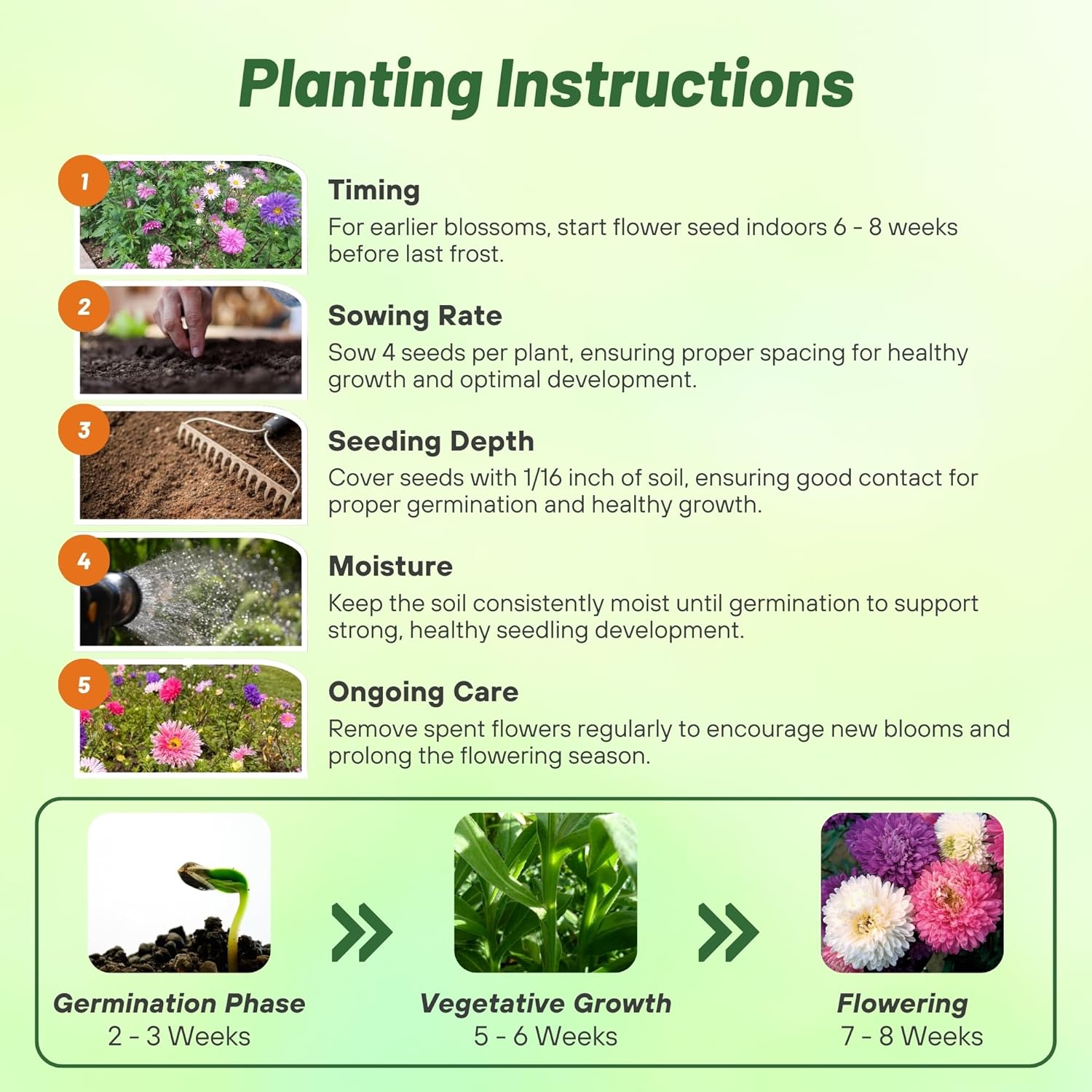 Aster Seastar Mix Planting Directions