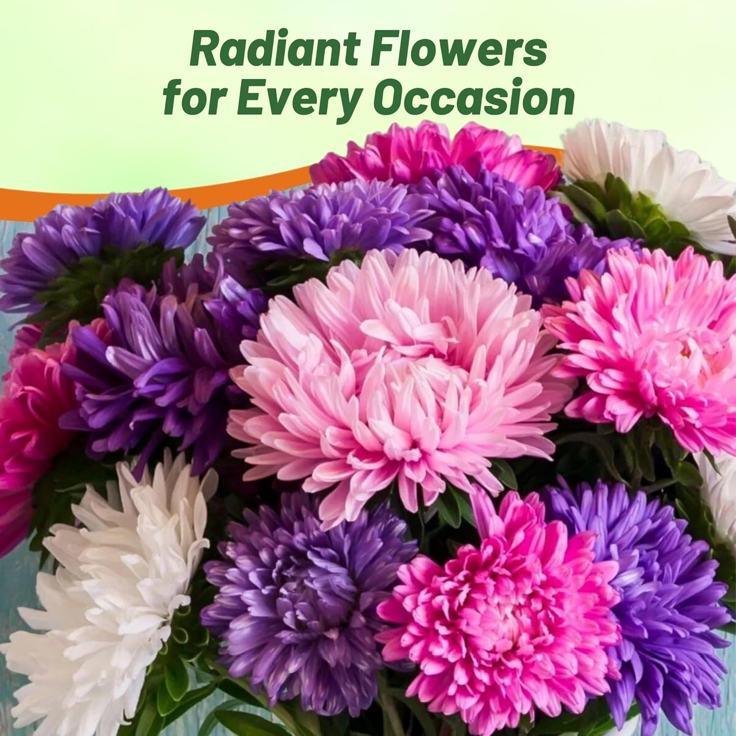 Aster Seastar Mix Flower Garden