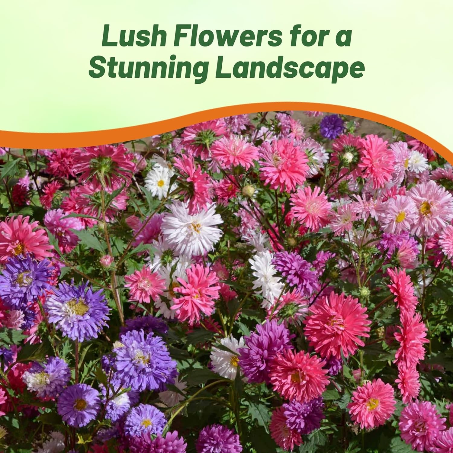 China Aster Seastar Mixture Pollinator