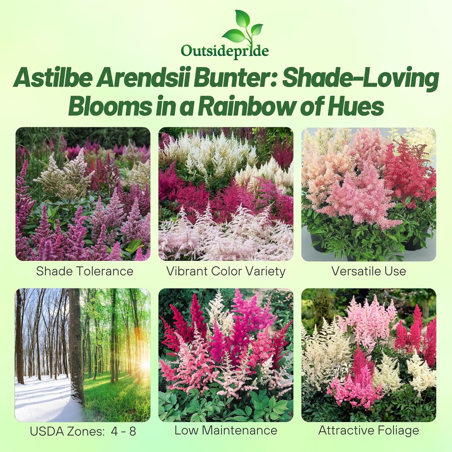 Astilbe Cut Flower Seed Mix