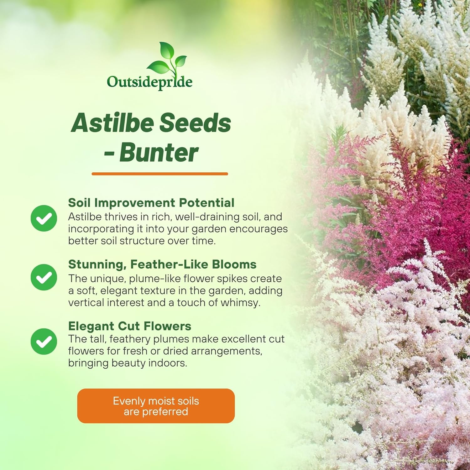 Astilbe Arendsii Bunter Flower Mixture