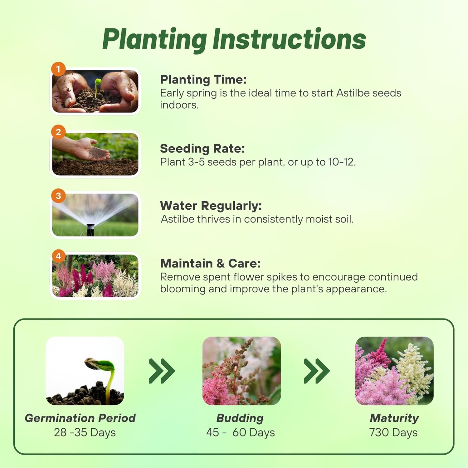 Astilbe Bunter Mix Planting Directions
