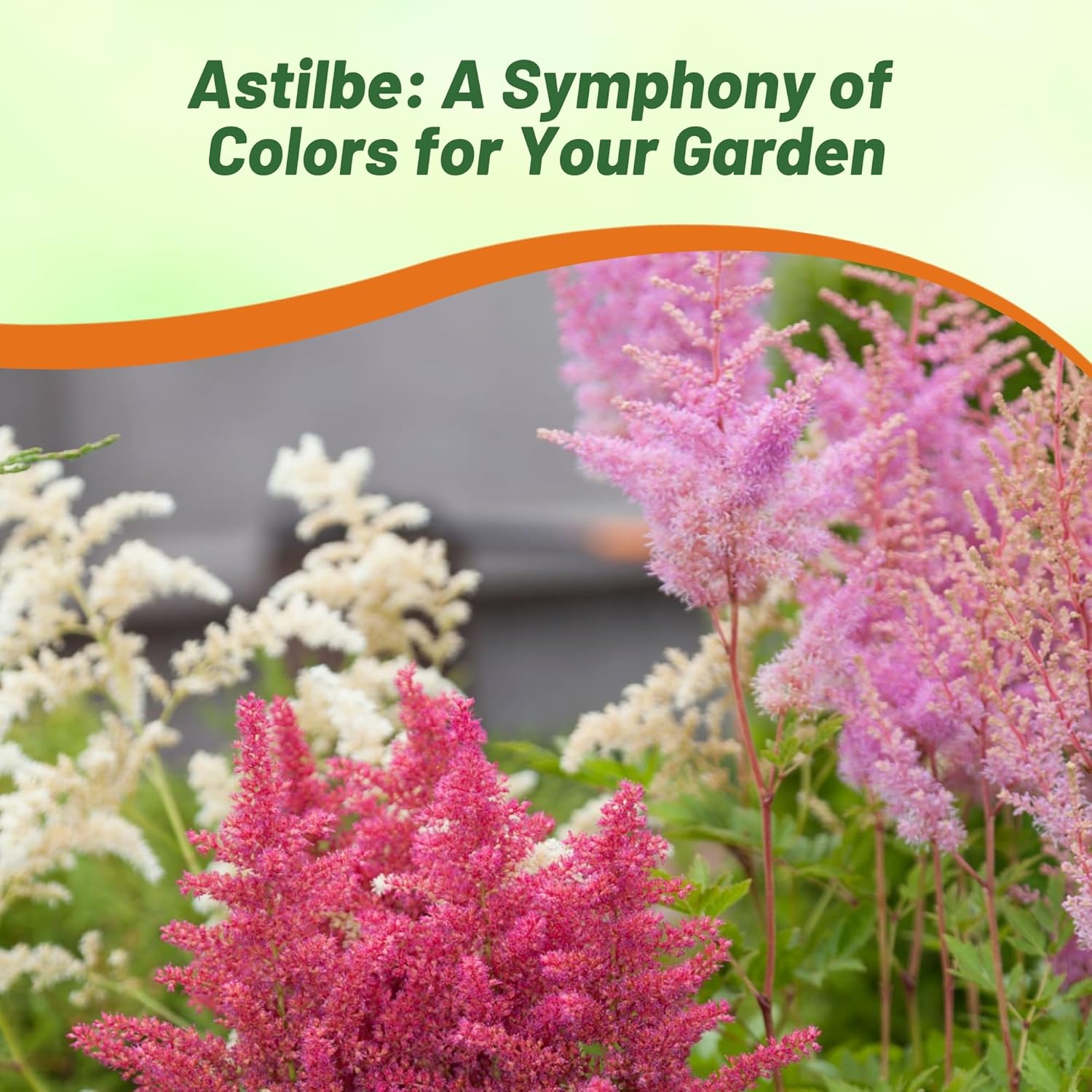 Astilbe Garden Flower Seed Mix