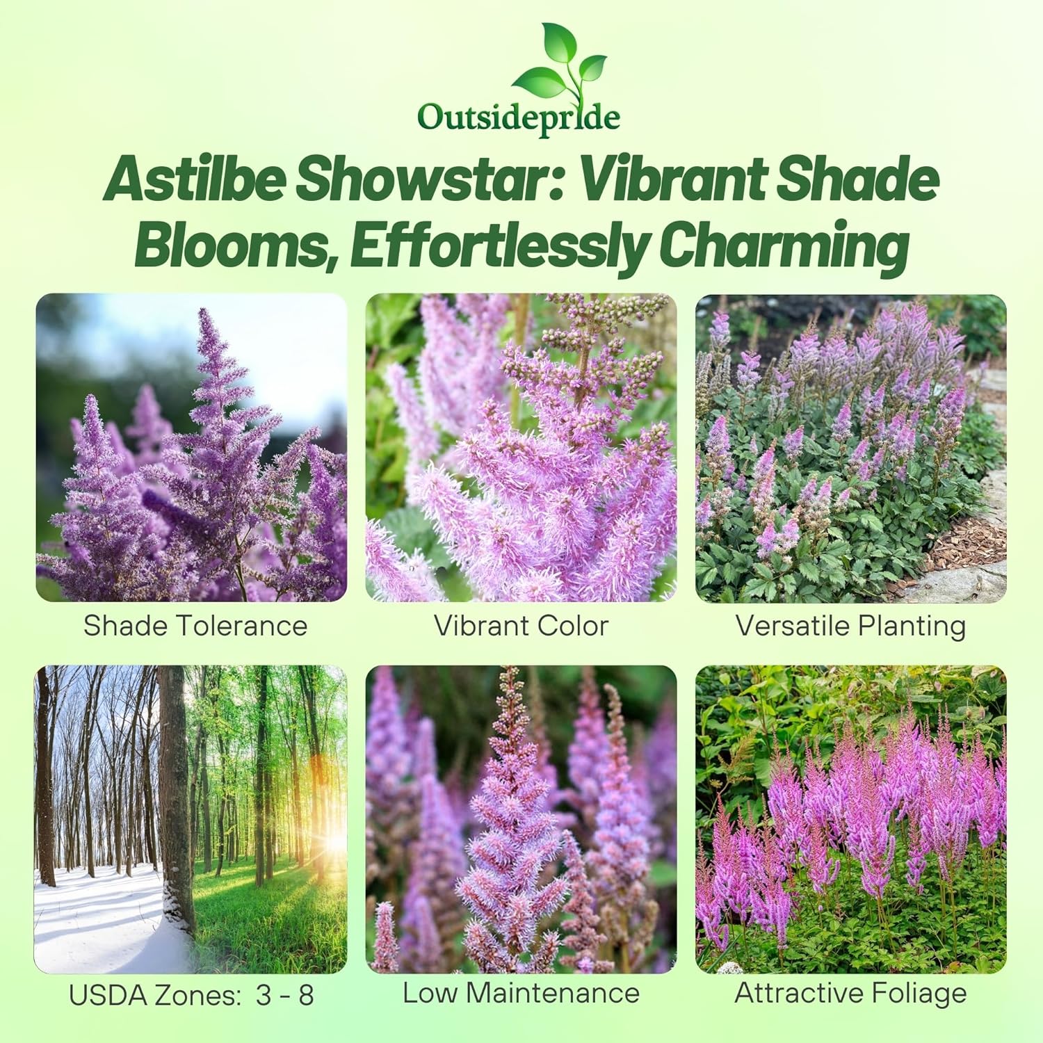 Astilbe Chinensis Garden Flowers
