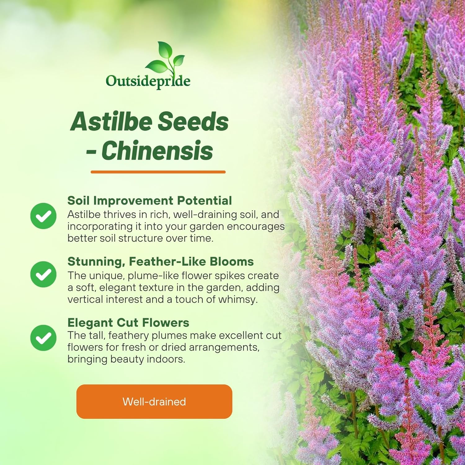 Astilbe Chinensis Landscaping Border