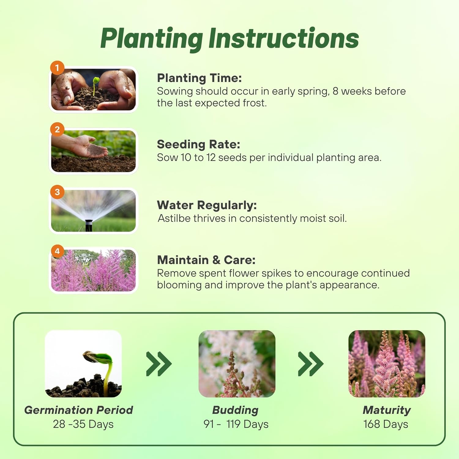 Astilbe Chinensis Flower Seed Planting Directions