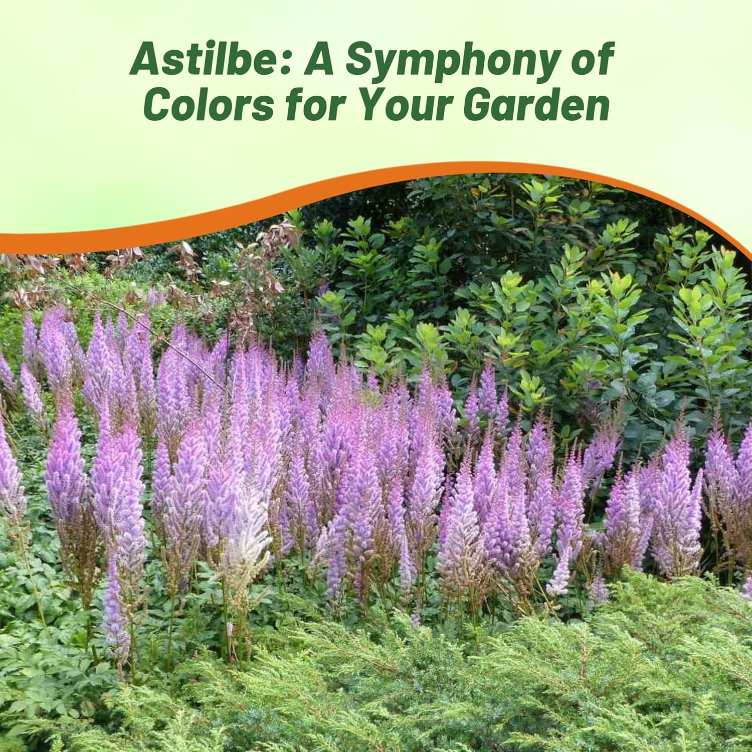 Astilbe Chinensis Container Plants
