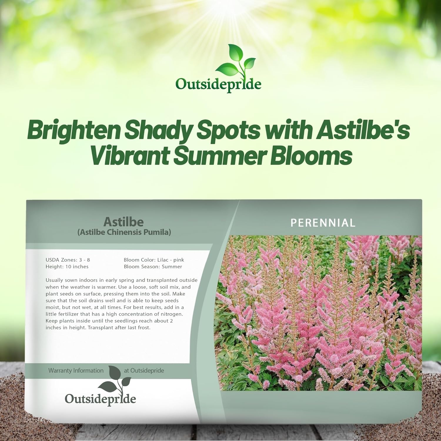 Astilbe Pumila Flower Seed Packet