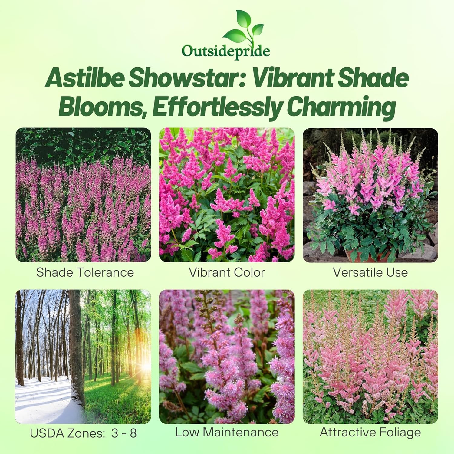 Astilbe Pumila Flower Garden Seed