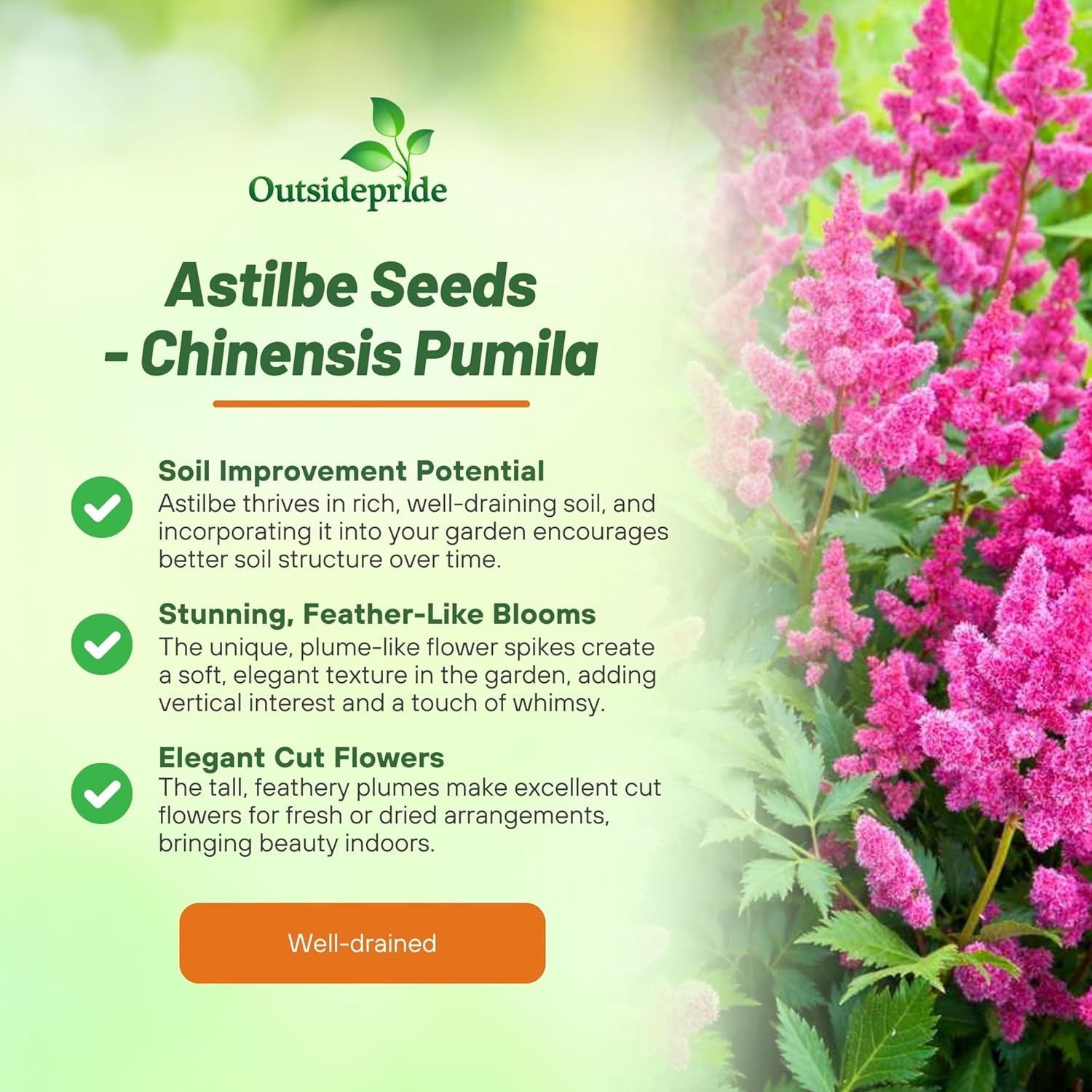 Shade Tolerant Astilbe Pumila Flowers