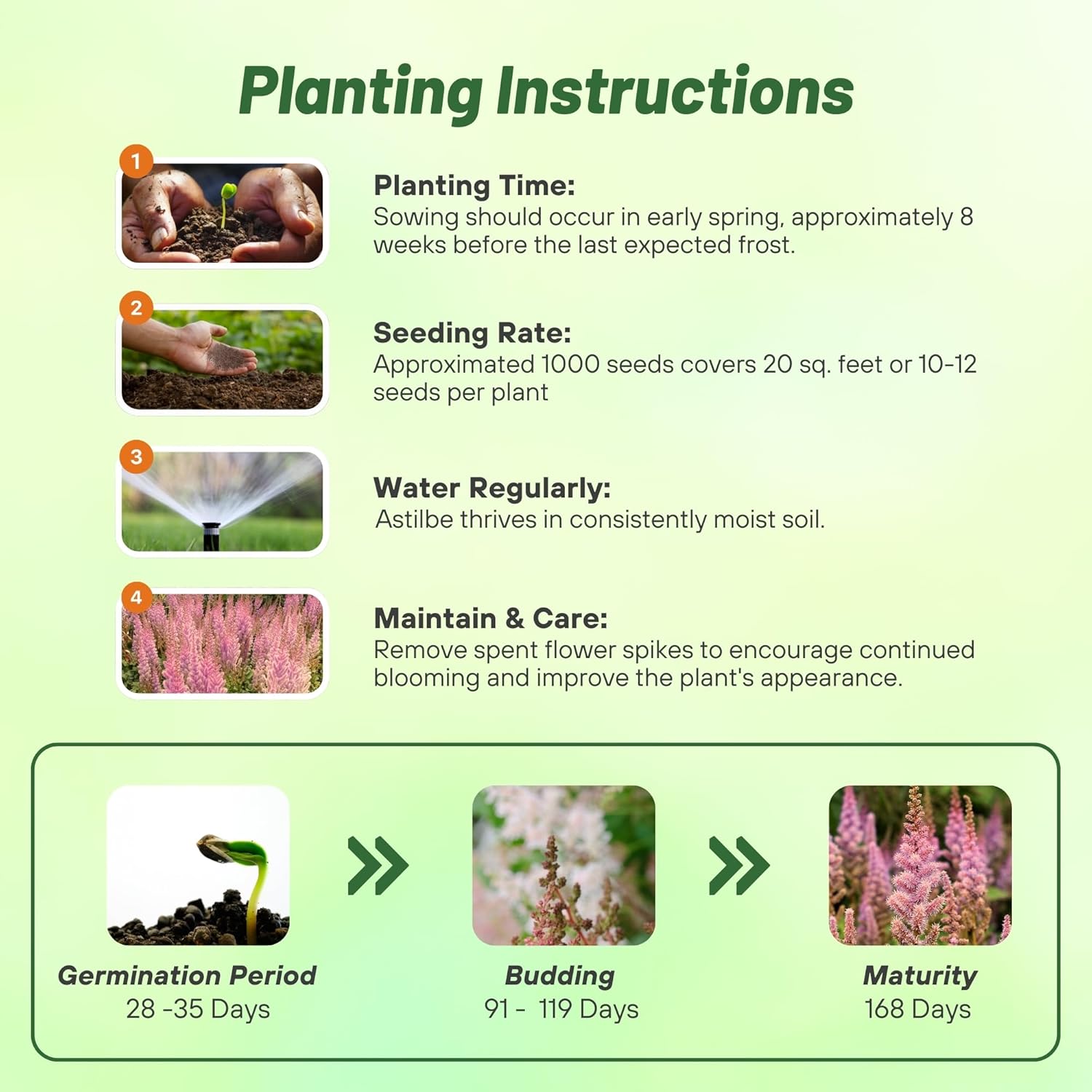 Astilbe Pumila Flower Seed Planting Directions