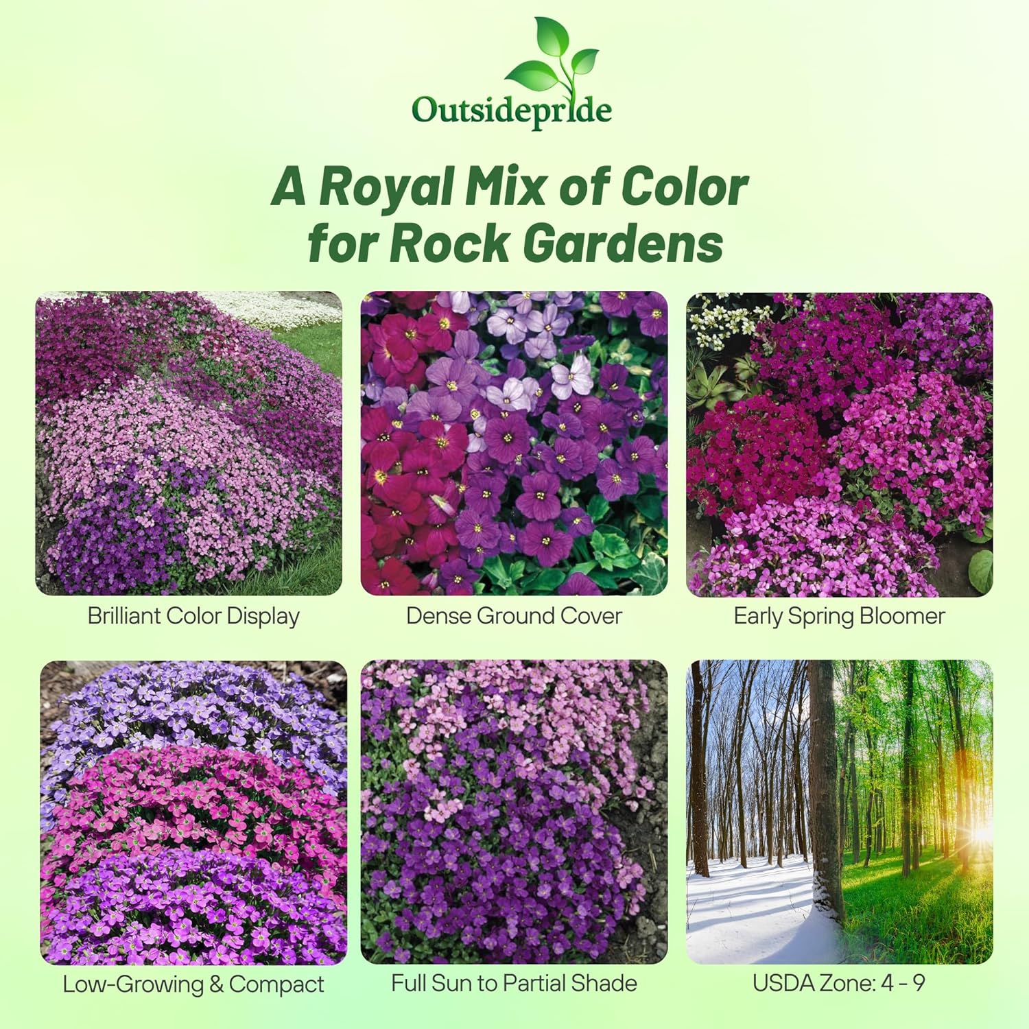 Rock Creass Royal Compact Flower Mix