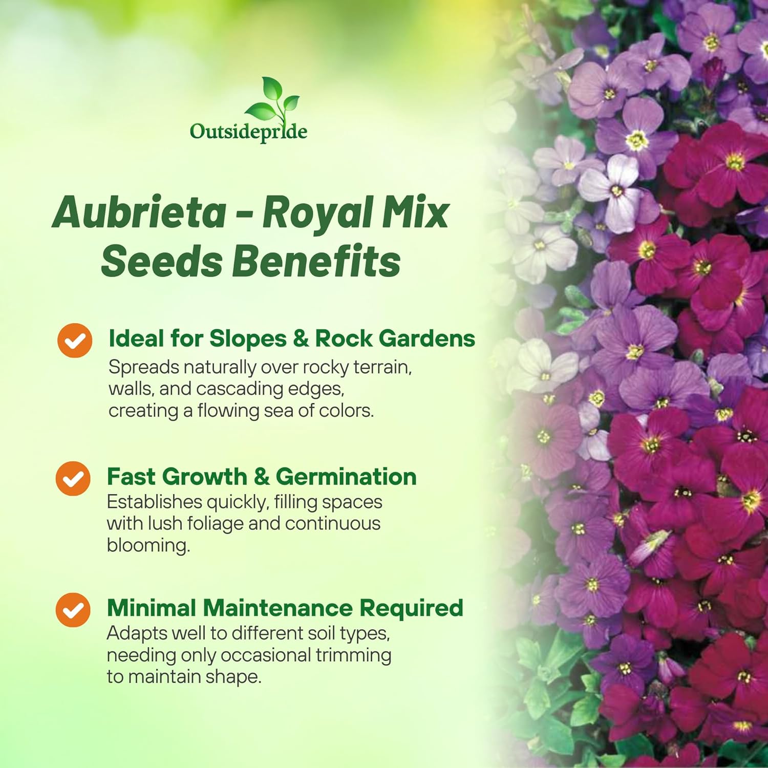 Aubrieta Royal Ground Cover Mix