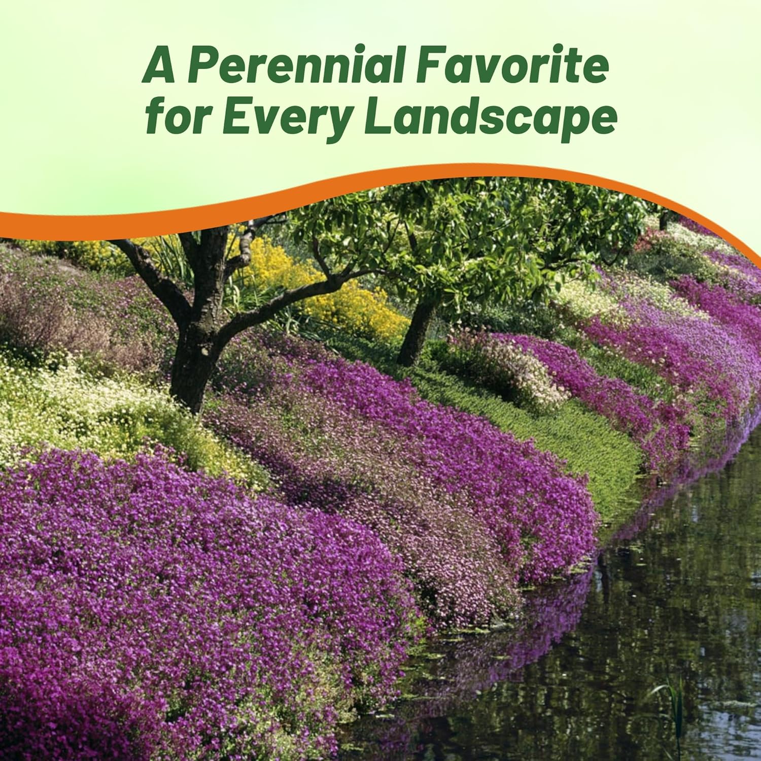 Aubrieta Royal Ground Cover Seed Mix