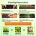 Austrian Winter Peas Planting Directions
