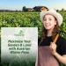 Austrian Winter Peas Forage