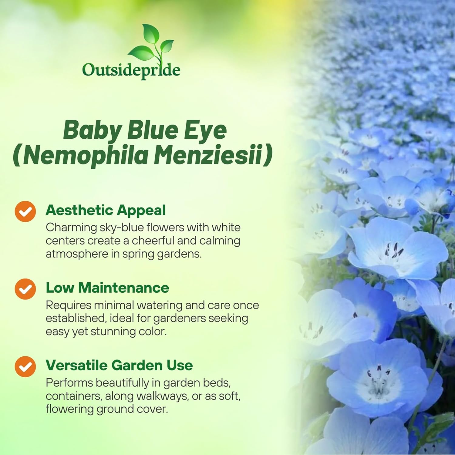 Baby Blue Eyes Flower Garden