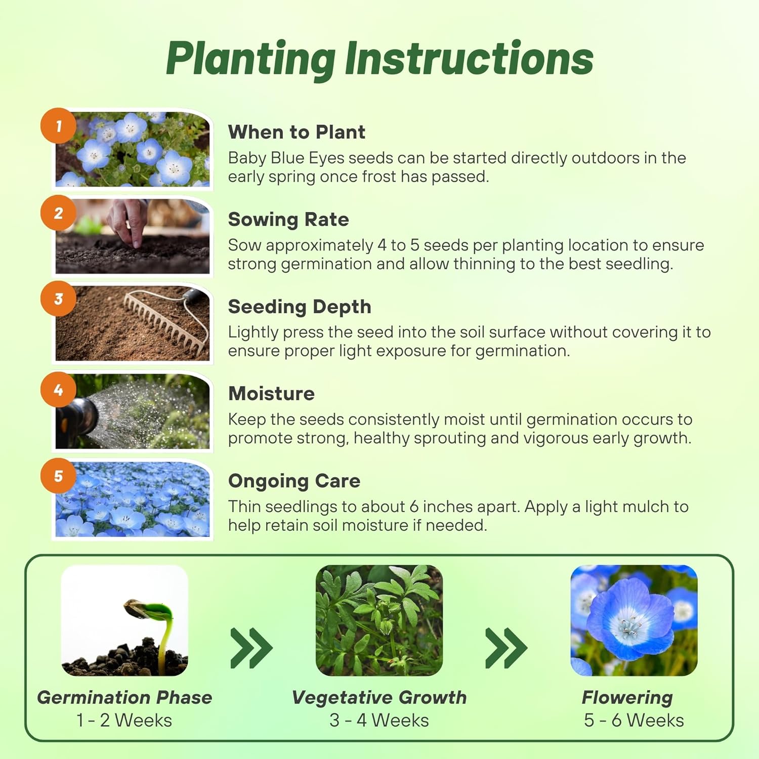 Baby Blue Eyes Planting Directions