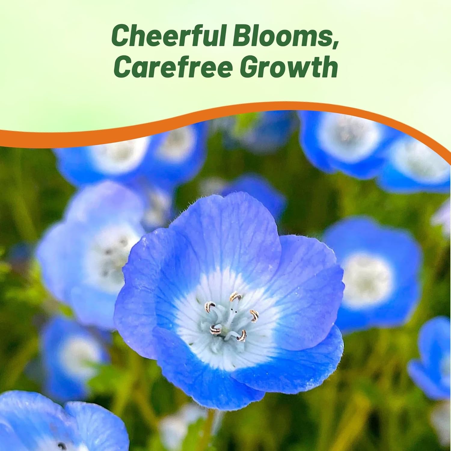 Baby Blue Eyes Annual Plants