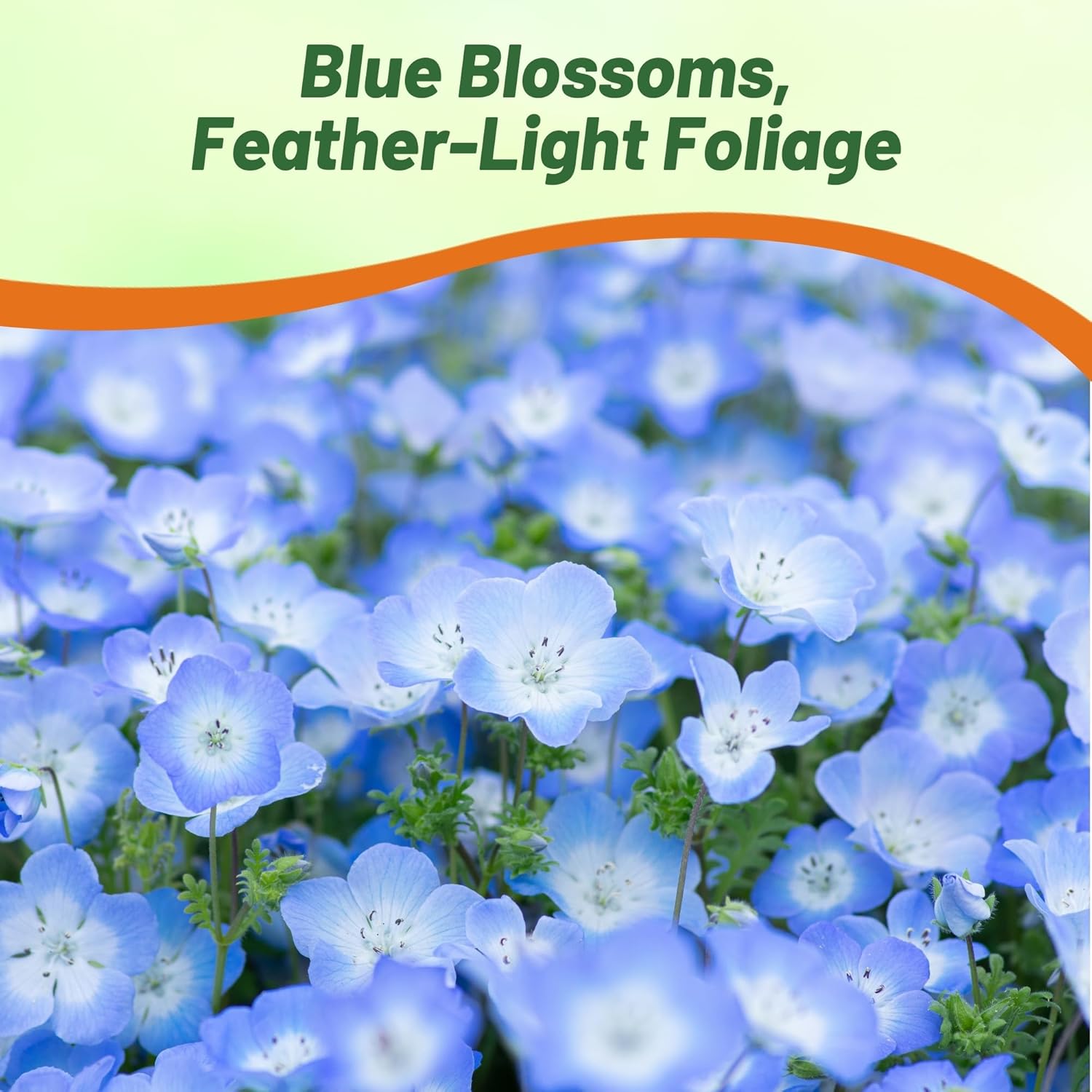 Baby Blue Eyes Wildflower Pollinating Flowers