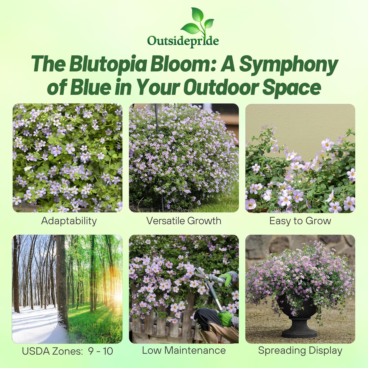 Bacopa Bluetopia Flower For Planting