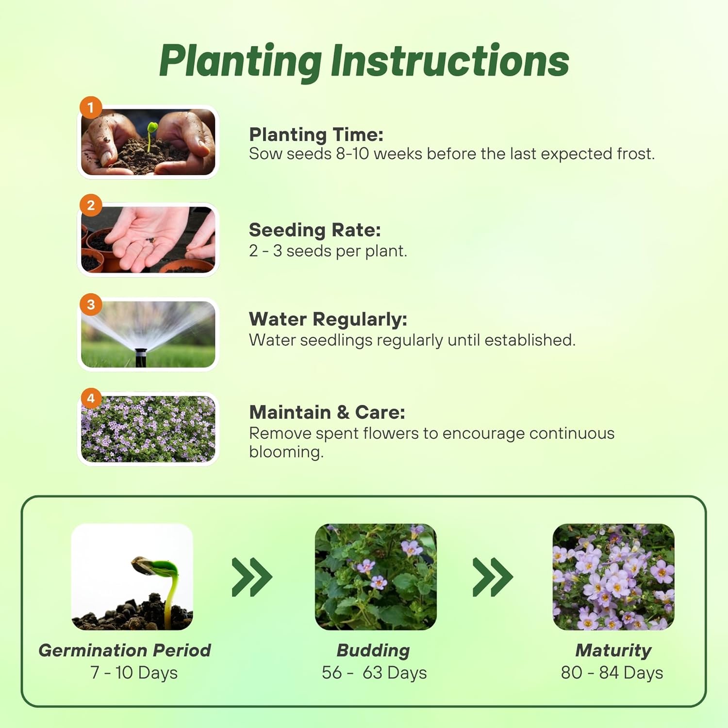 Bacopa Bluetopia Flower Seed Planting Directions
