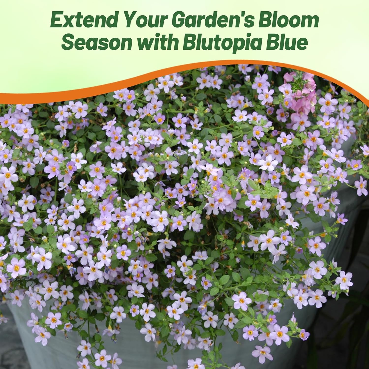 Bacopa Bluetopia Container Plants
