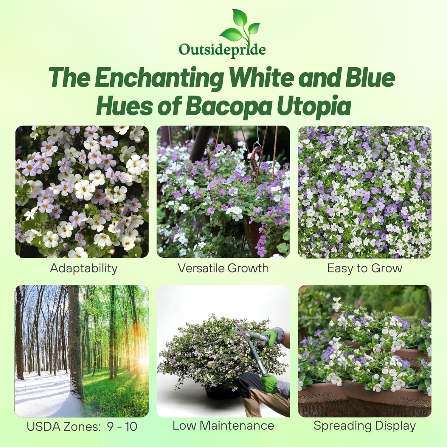 Bacopa Utopia Blue & White Flower Mix
