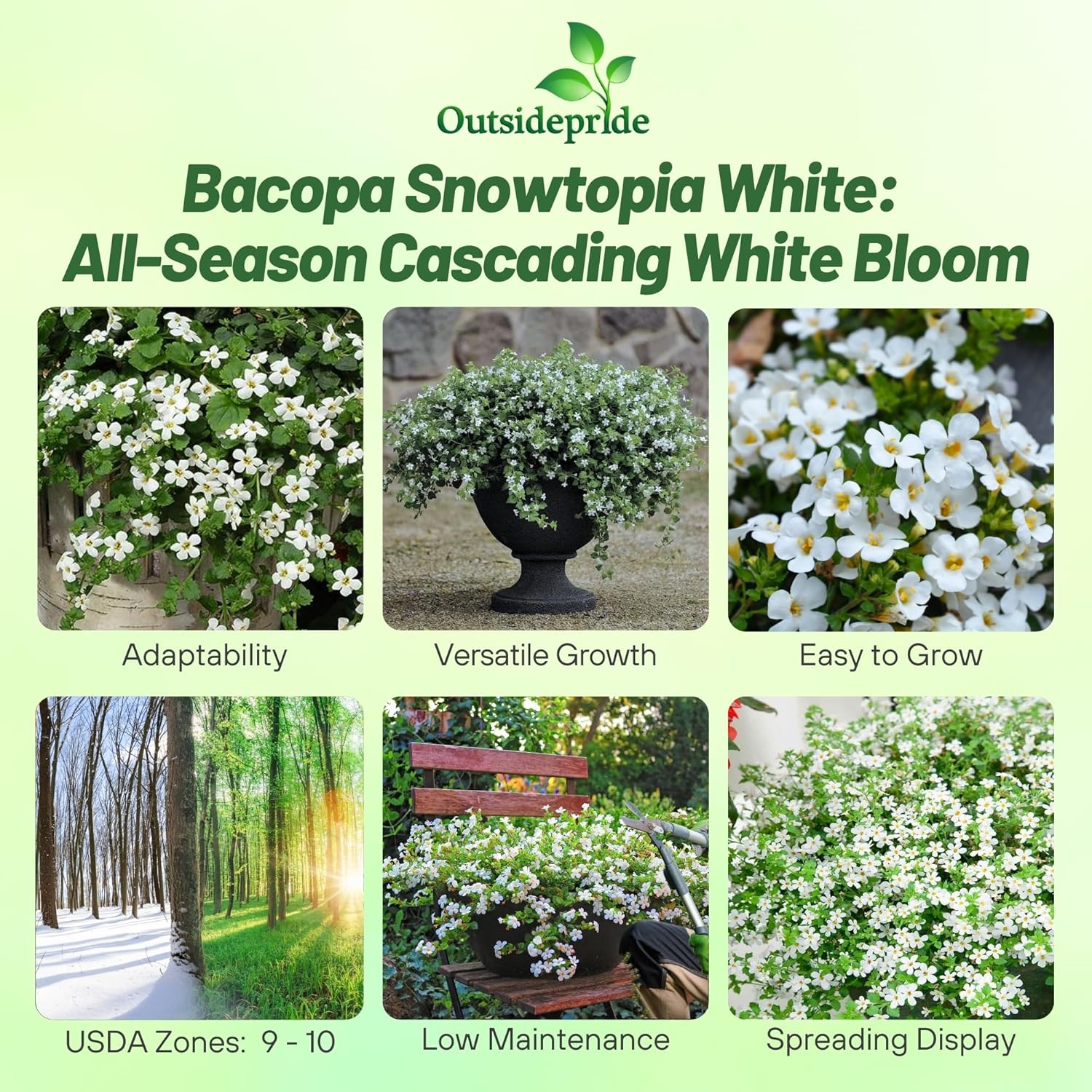 Backopa White Flower Garden