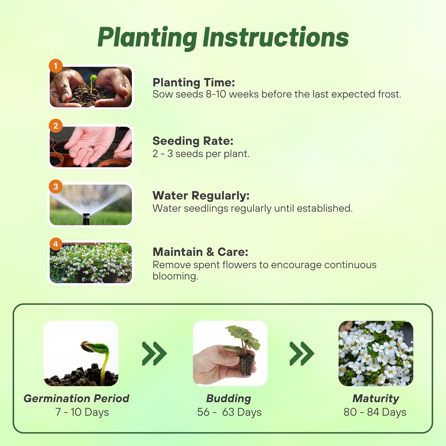 Bacopa Snowtopia Planting Directions