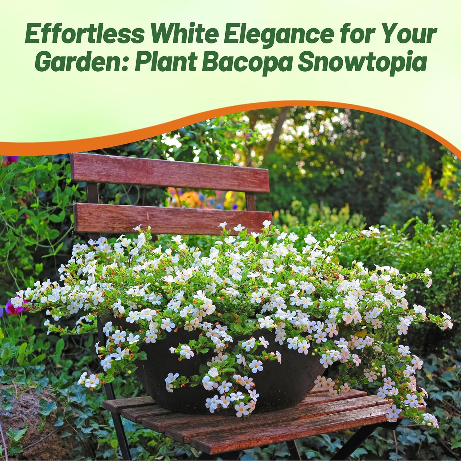Bacopa Snowtopia White Hanging Basket
