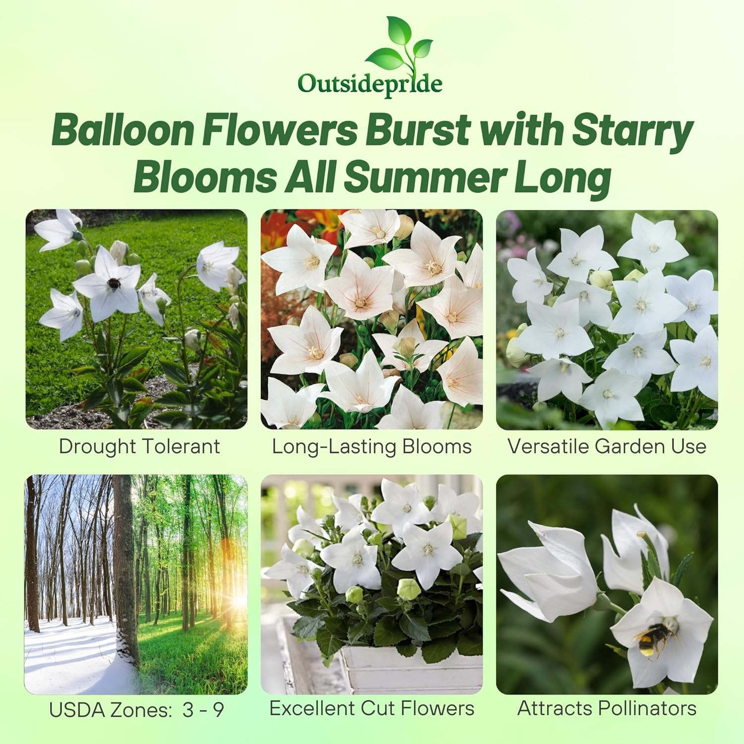 Balloon Flower White Cut Flower