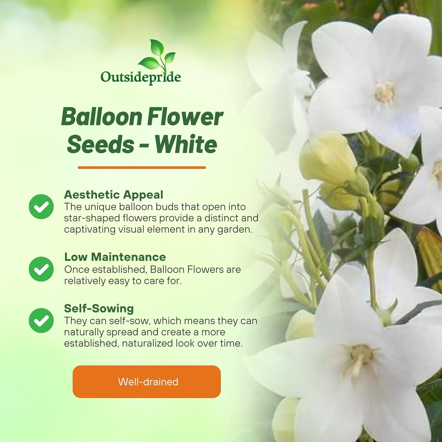 Balloon Flower White Planting Directions
