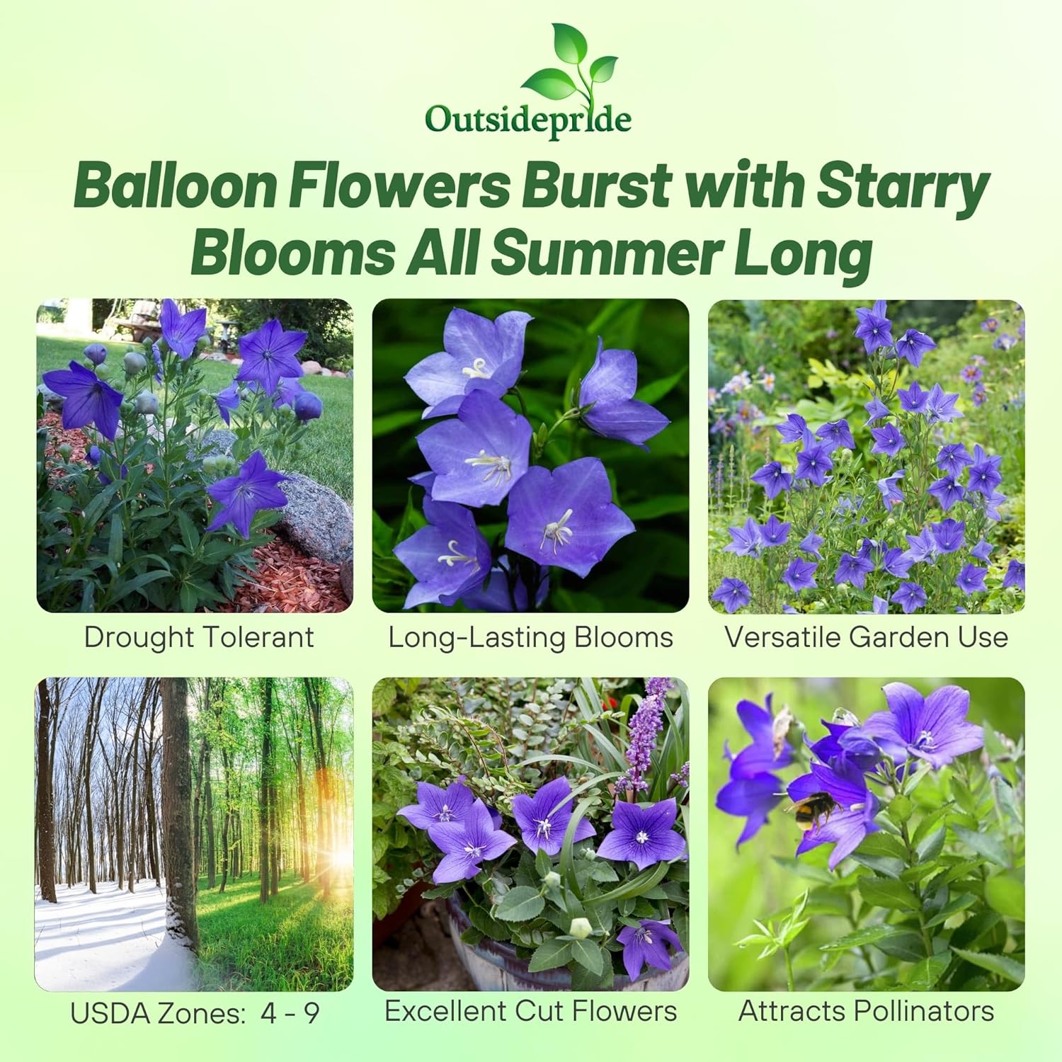 Balloon Flower Blue Cut Flowers