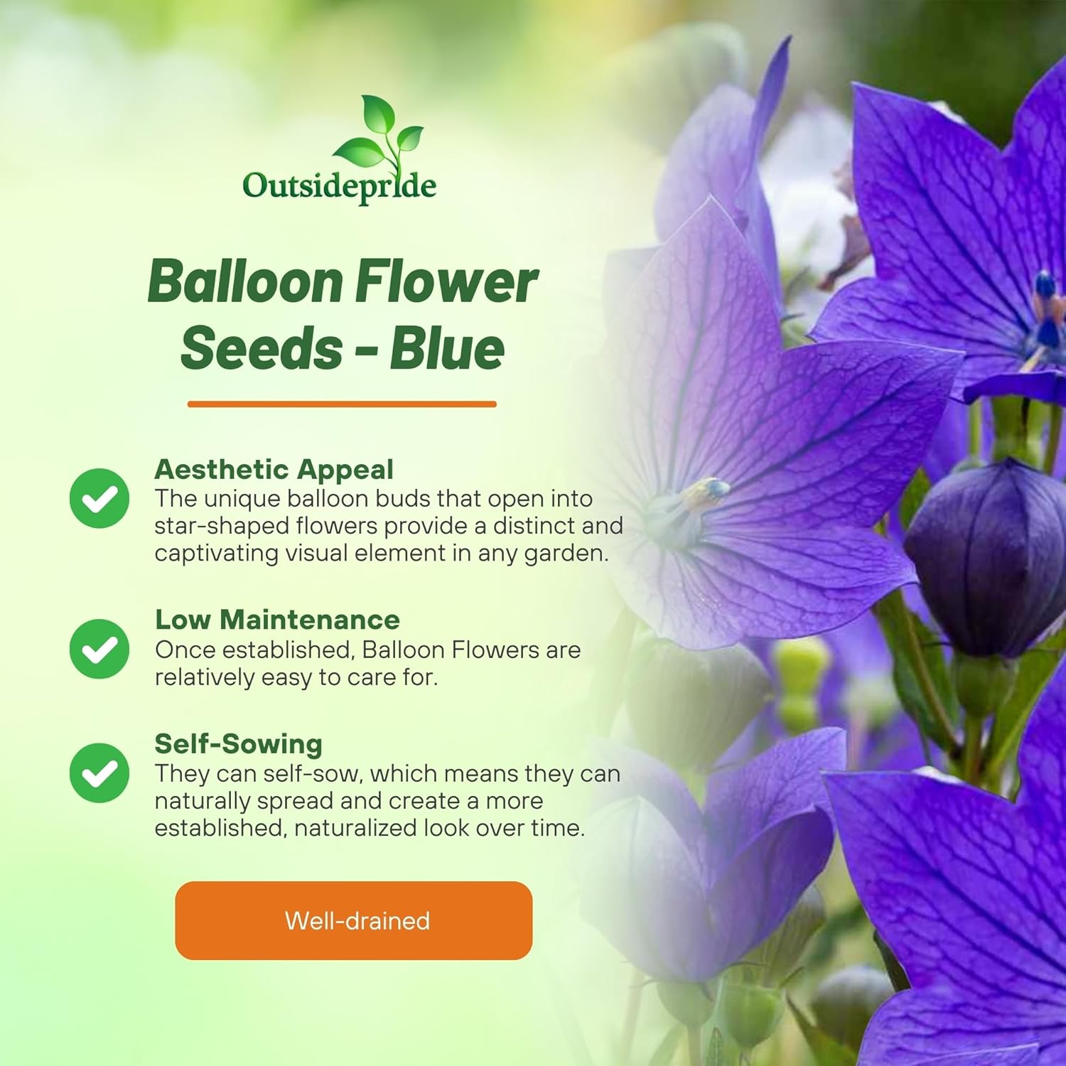 Platycodon Grandiflorus Balloon Flower
