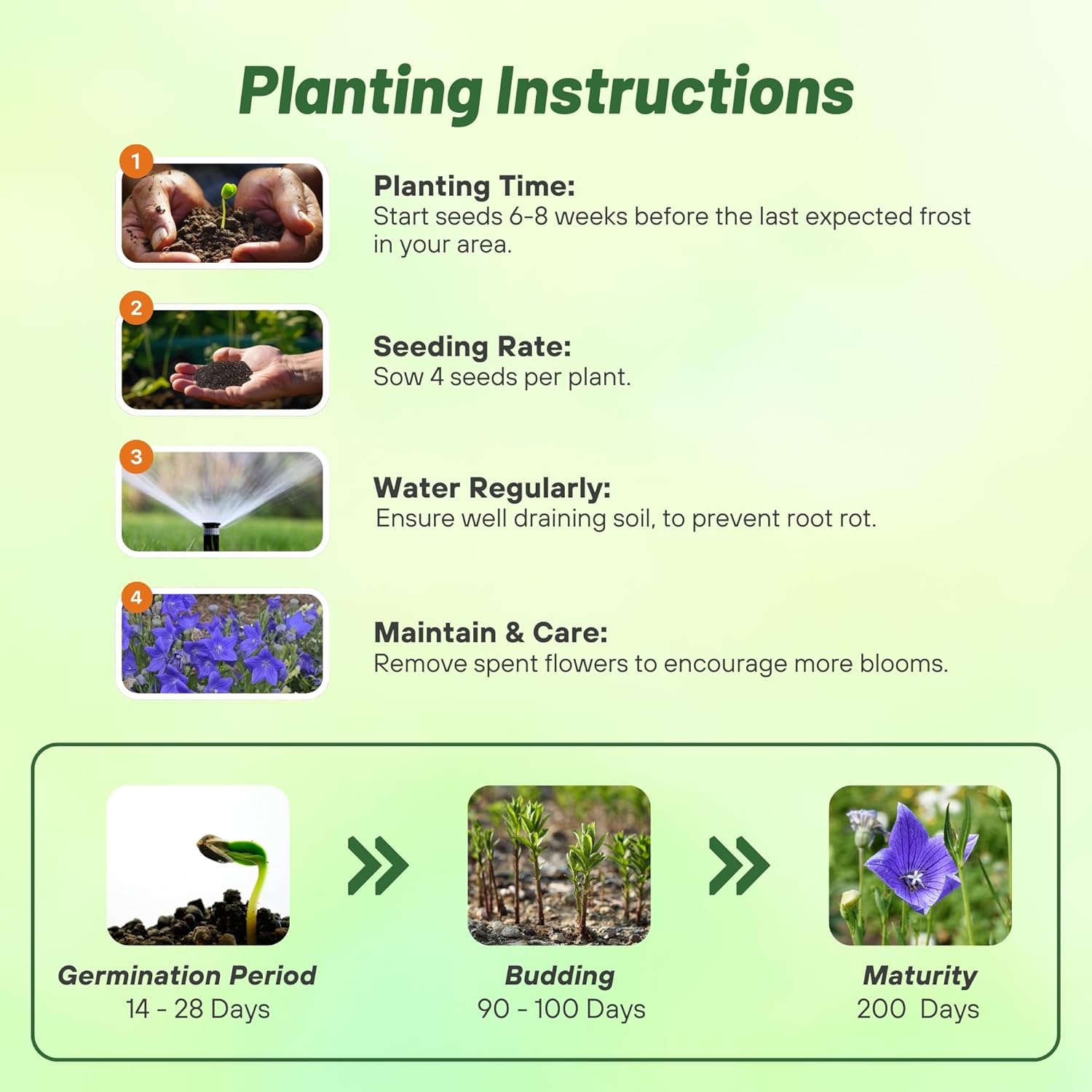 Balloon Flower Blue Planting Directions