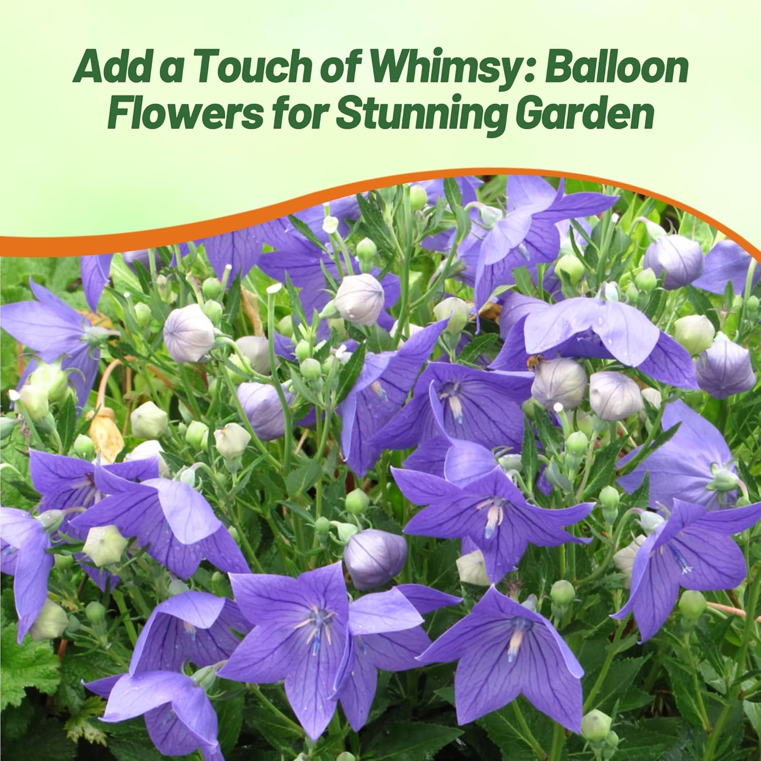 Balloon Flower Blue Garden Flowers