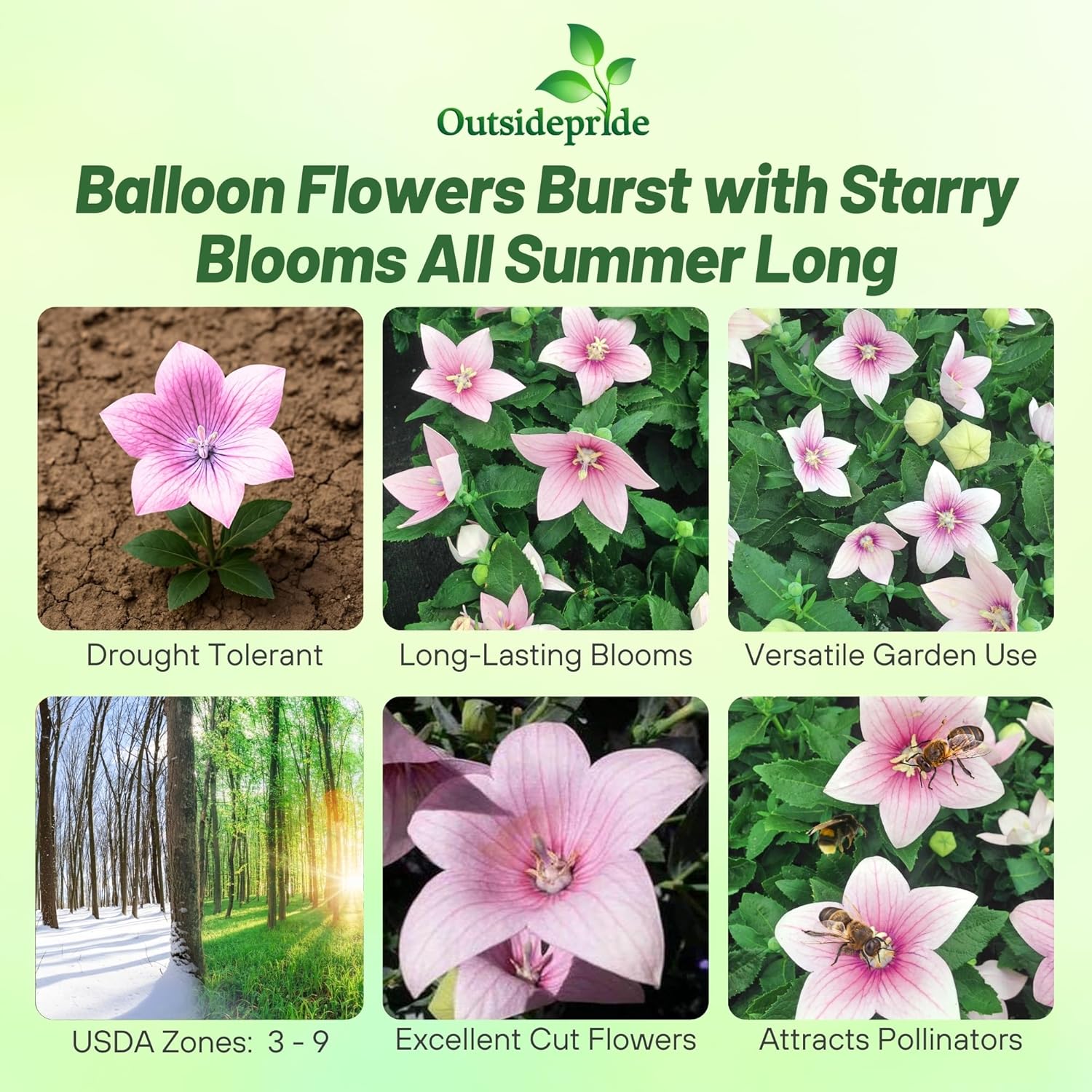 Balloon Flower Rose Container Plant
