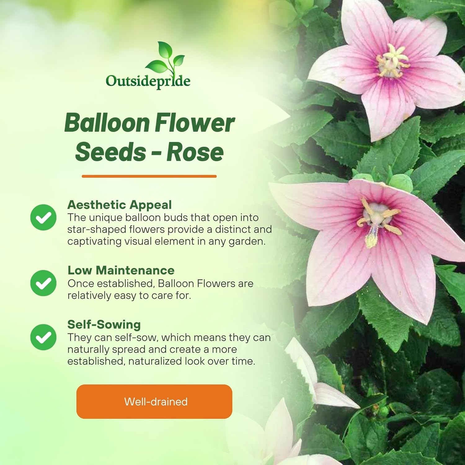 Balloon Flower Rose Planting Directions
