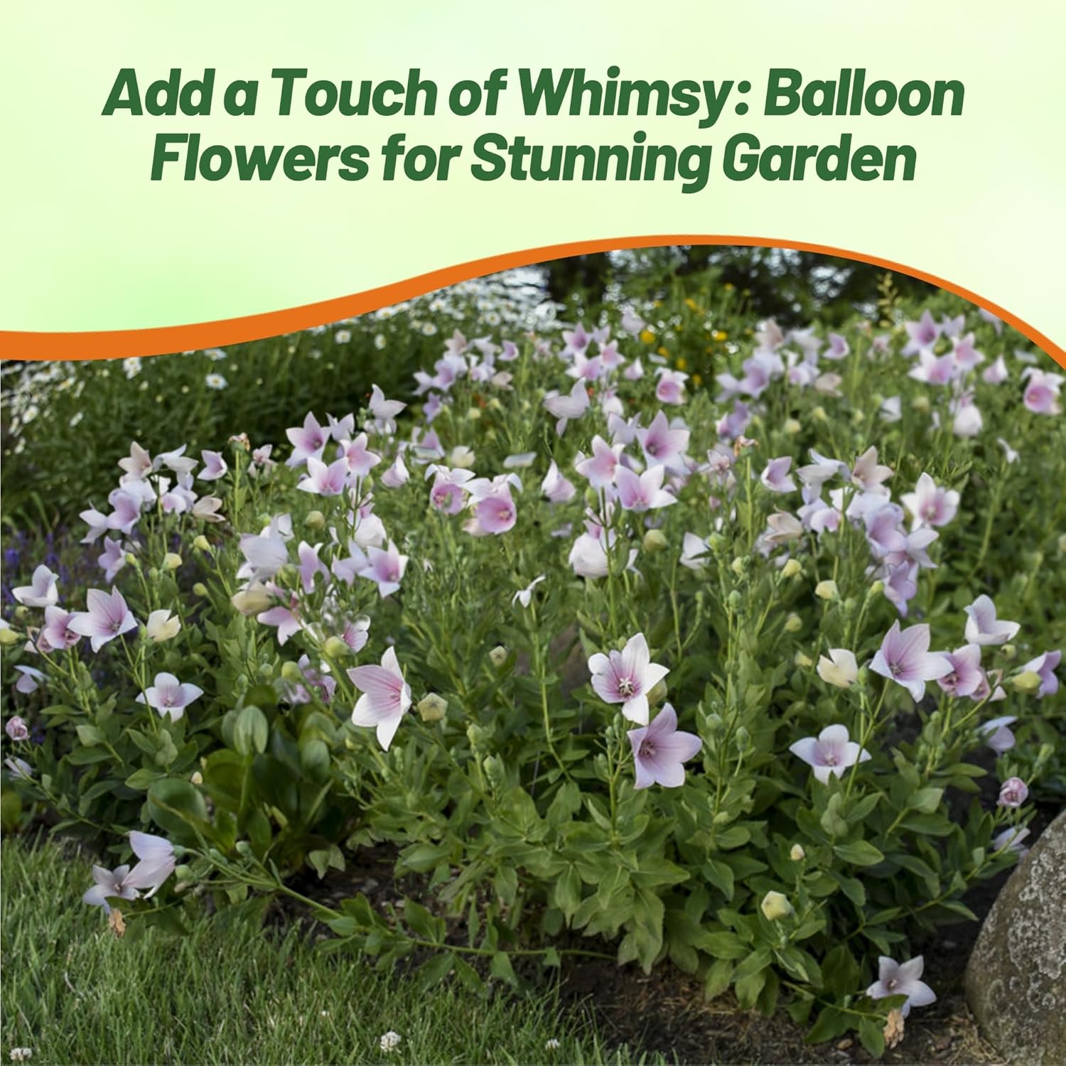 Balloon Flower Rose Flower Garden