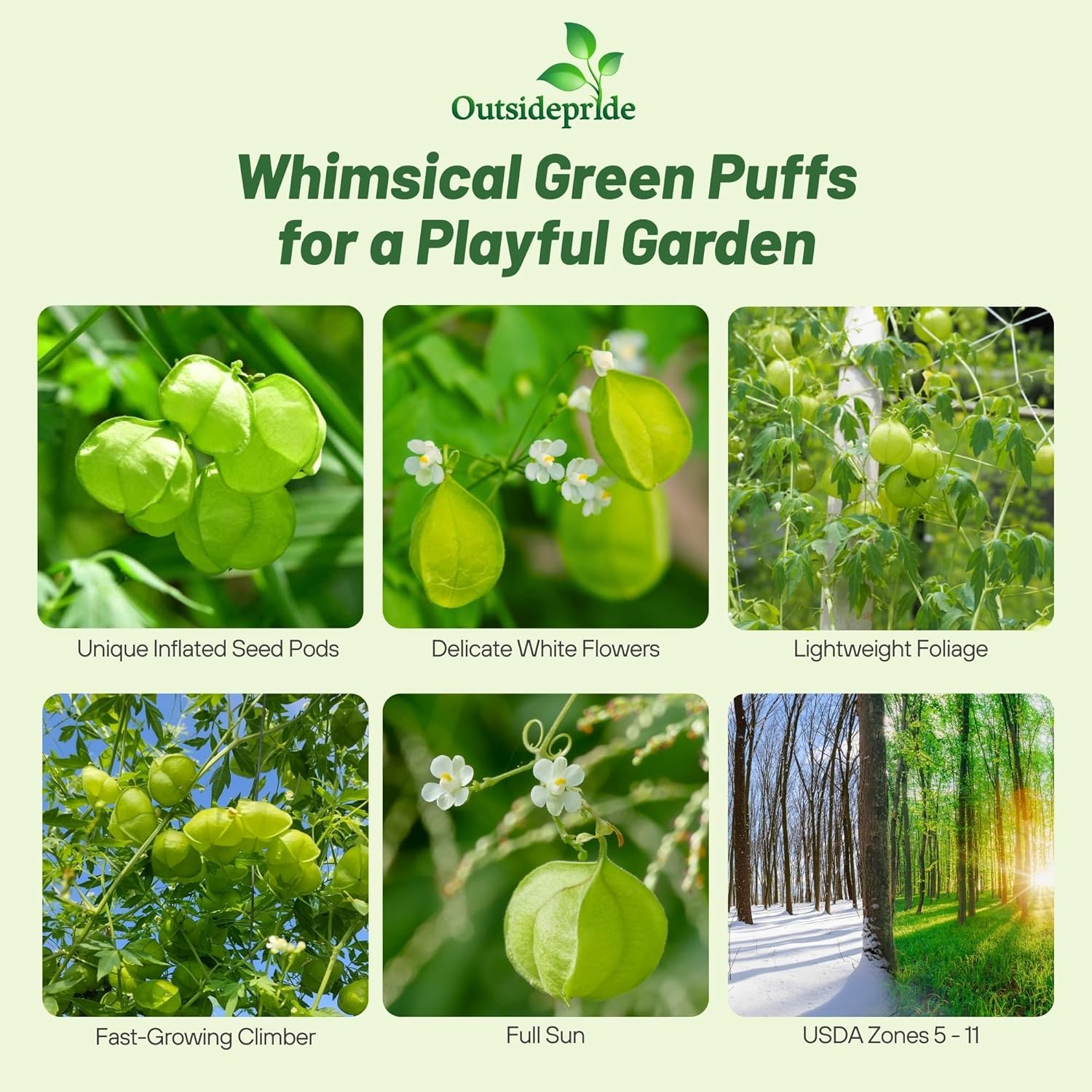 Balloon Vine Cardiospermum Halicacabum