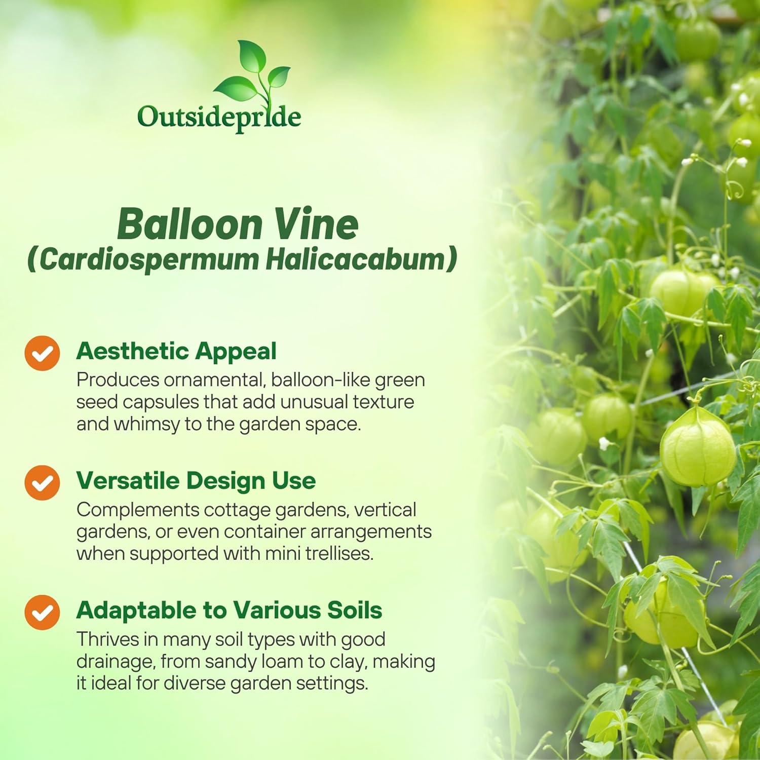 Balloon Vine Climbing Plant