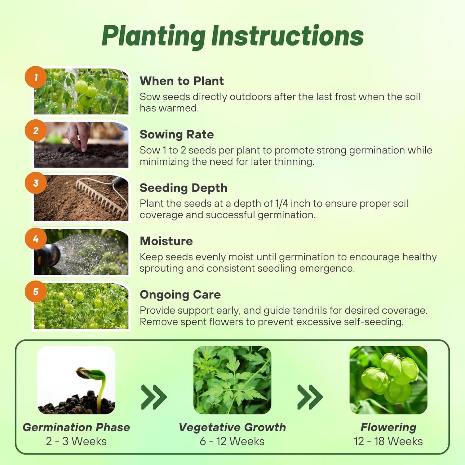 Balloon Vine Planting Directions