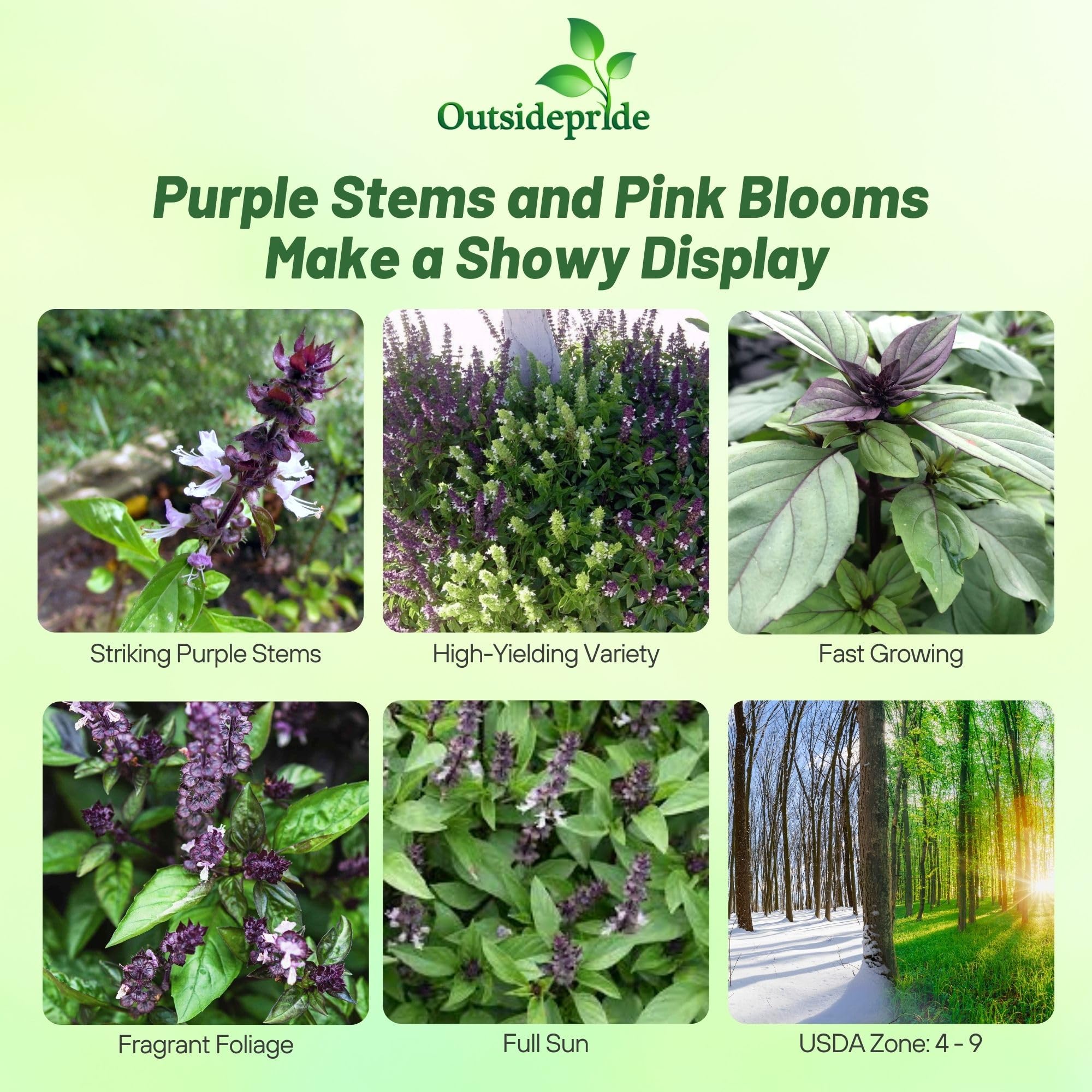 Basil Cinnamon Herb Plant