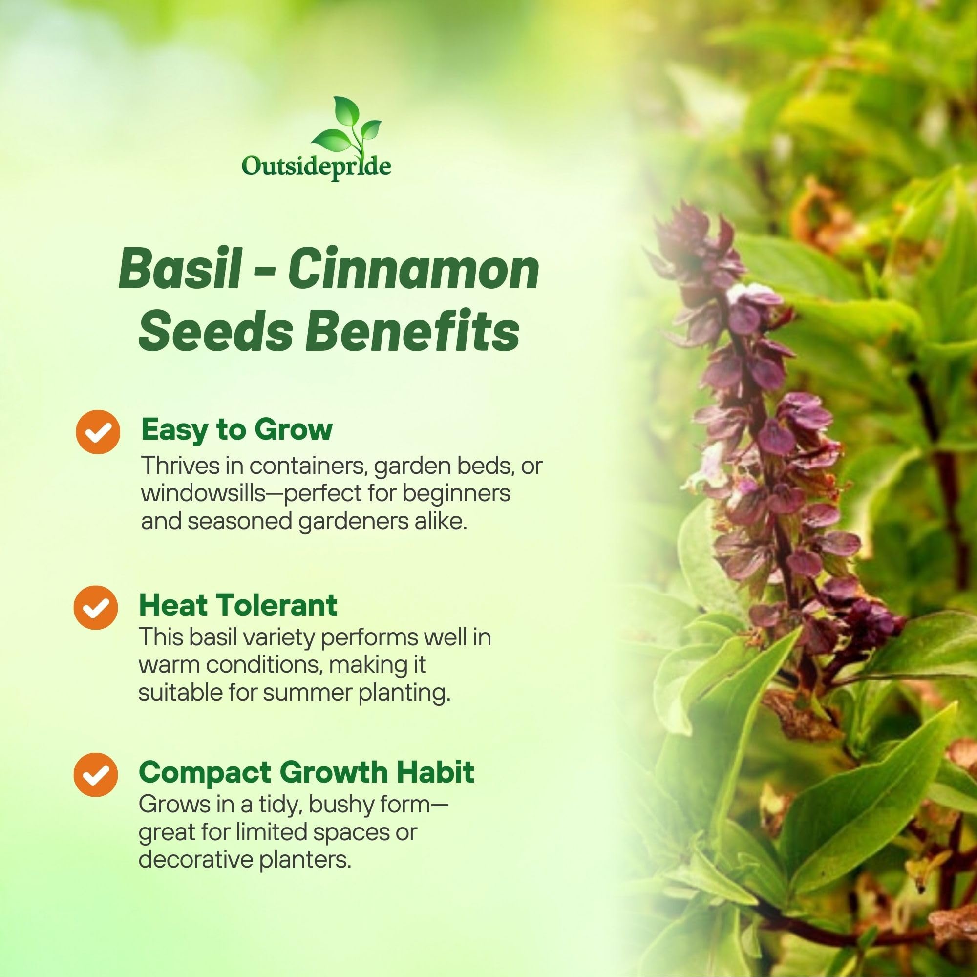 Basil Cinnamon Planting Directions
