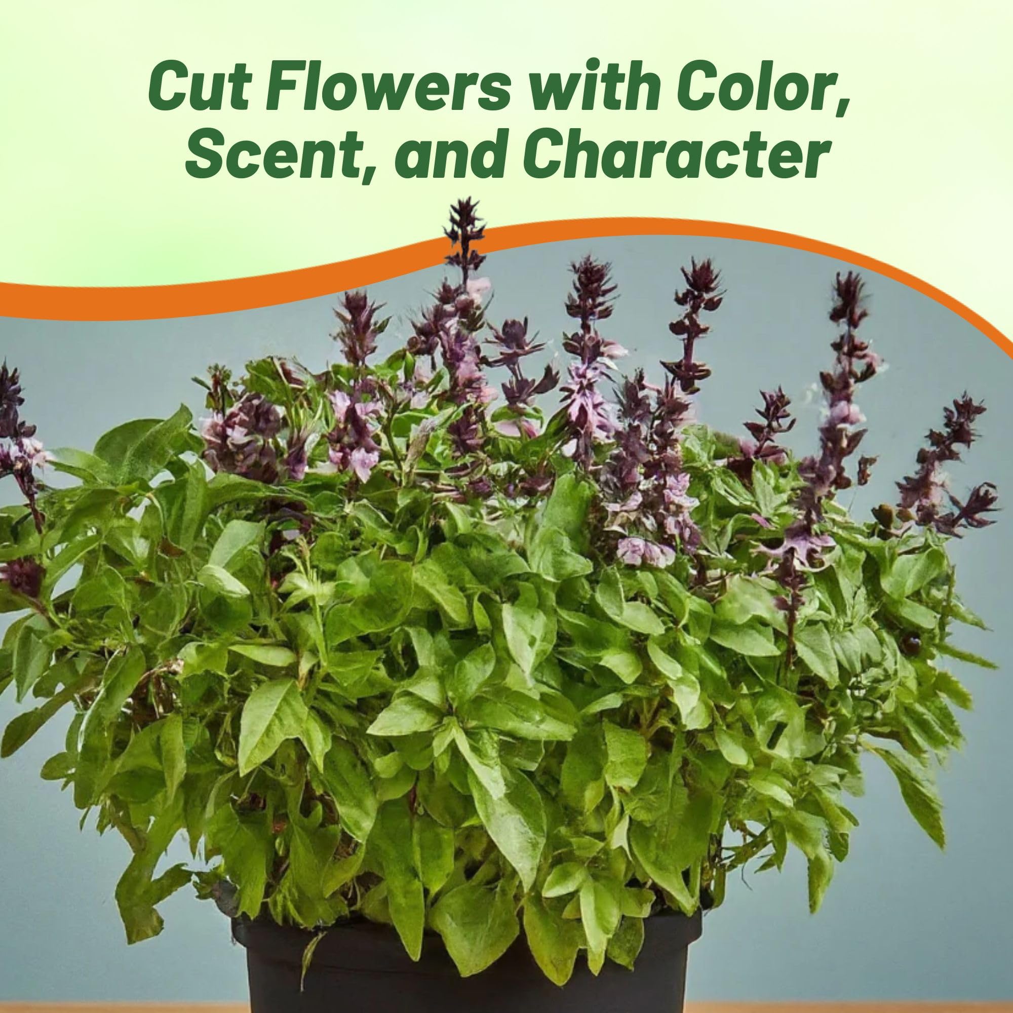 Ocimum Basil Cinnamon Herb Garden