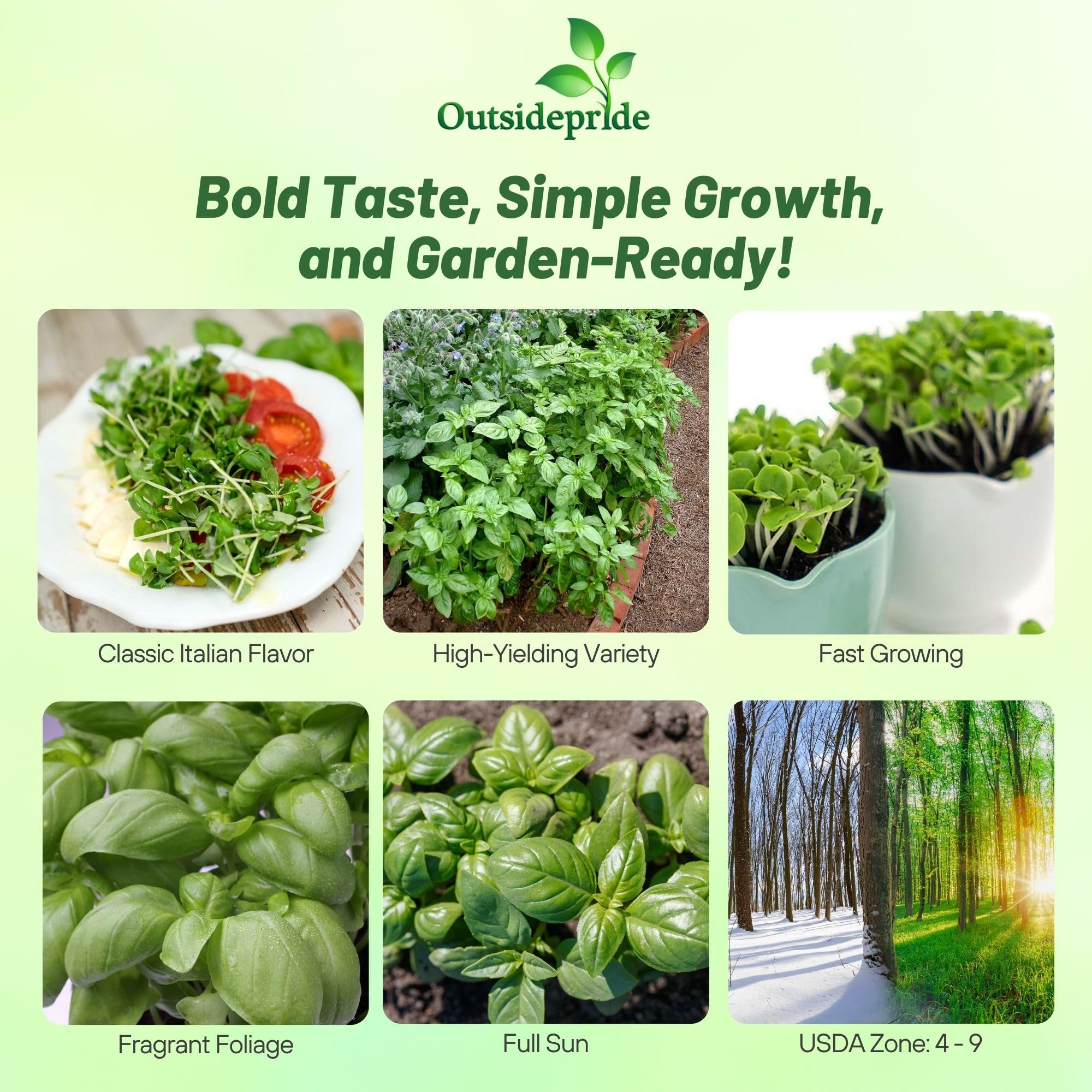 Basilicum Genovese Herbs