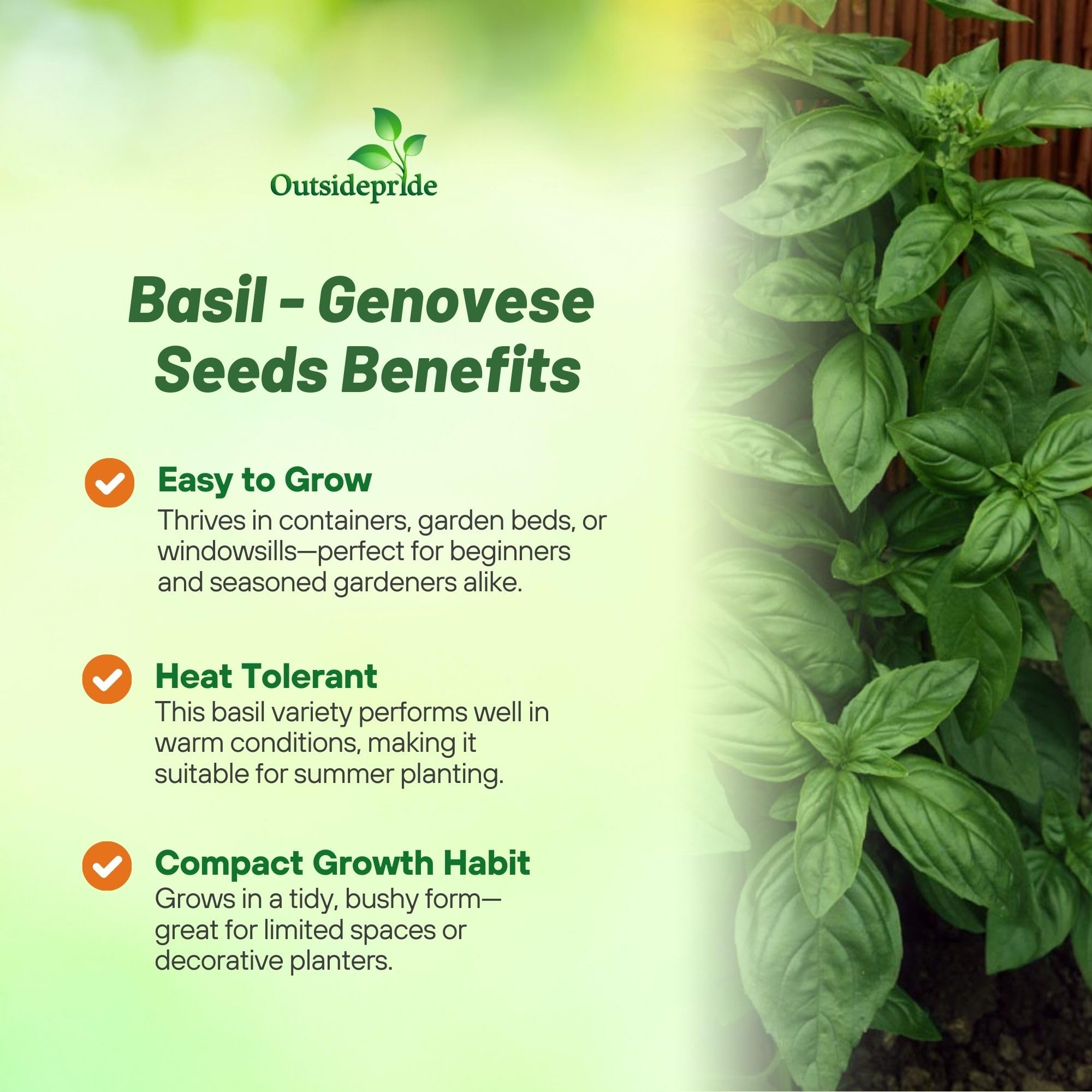 Basilicum Genovese Planting Directions