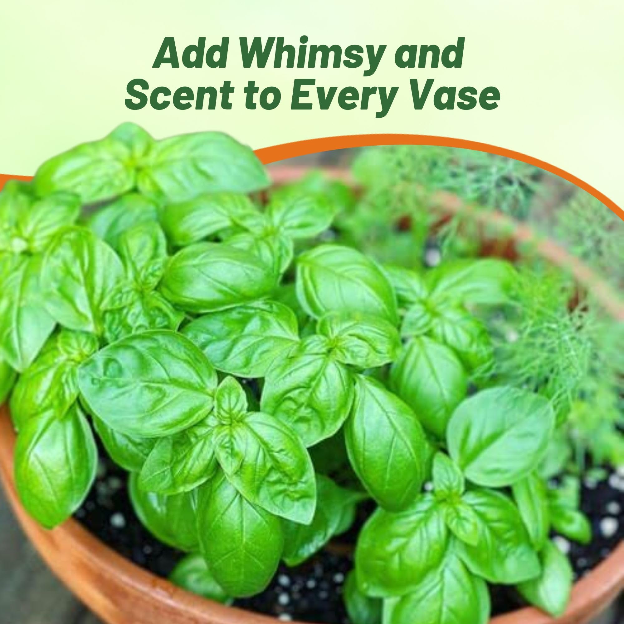 Basilicum Genovese Herb Garden